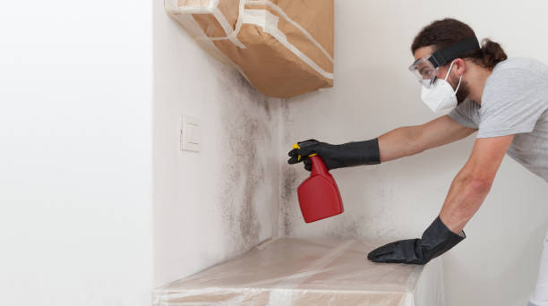 Professional Basement Mold Remediation technician working in Rogers, MN