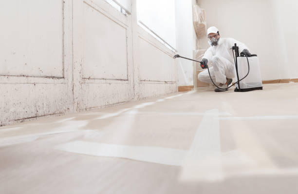24/7 Emergency Basement Mold Remediation experts in Rogers, MN