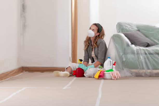 Reliable Basement Mold Remediation contractor in Rogers, MN by Mold Remediation HQ