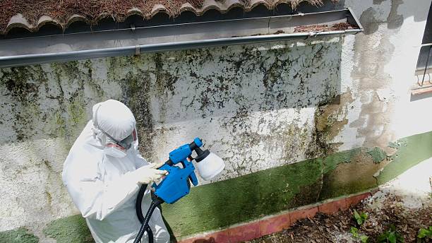 Top rated local Basement Mold Remediation specialists in Rogers, MN
